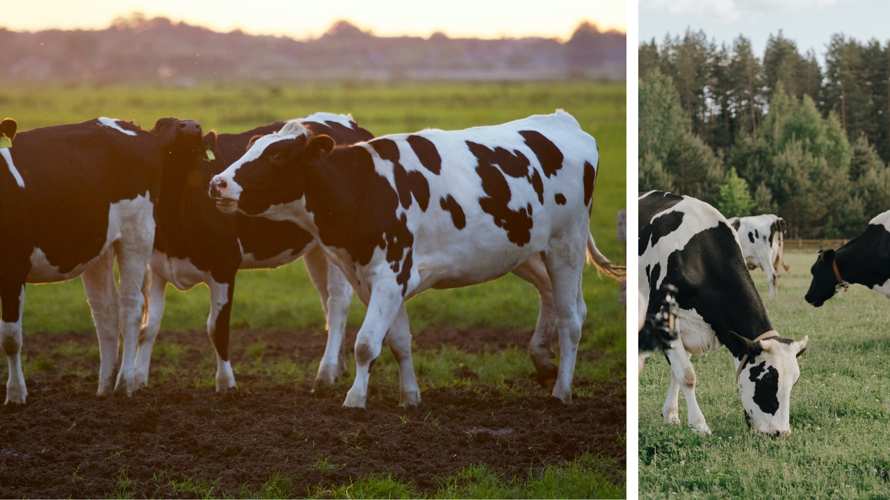 dairy-farming-business-plan-hindi