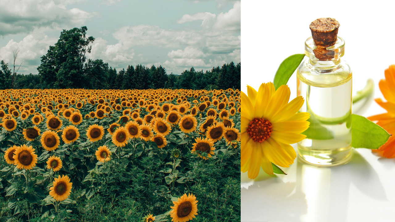 sunflower-oil-making-business