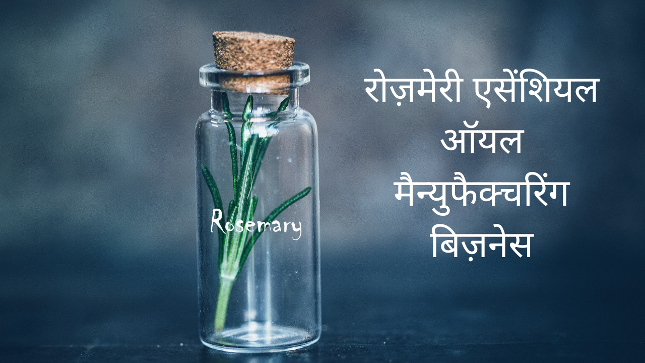 rosemary-oil-manufacturing-hindi